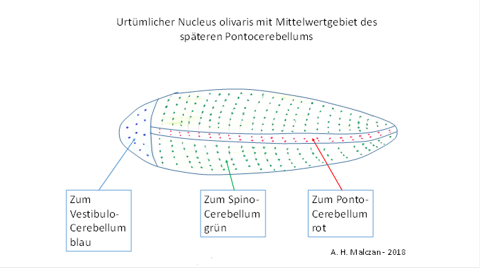 Urtümlicher Nucleus olivaris