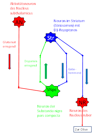 Dopaminerge und GABAerge Projektion im Basalgangliensystem