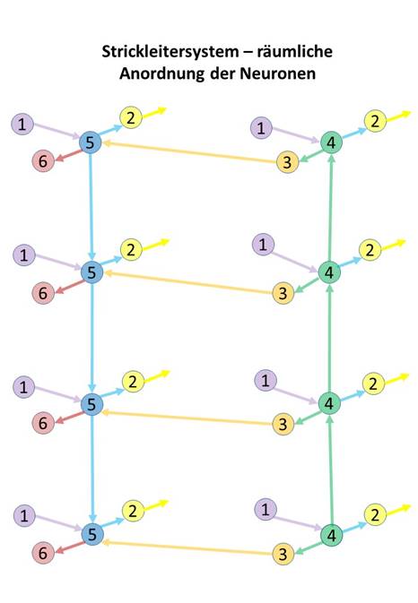 Rï¿½umliche Anordnung der Neuronenklassen im Strickleiter-Nervensystem