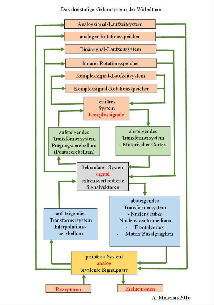 Prinzipschaltbild des dreiteiligen Wirbeltiergehirns nach A. H. Malczan