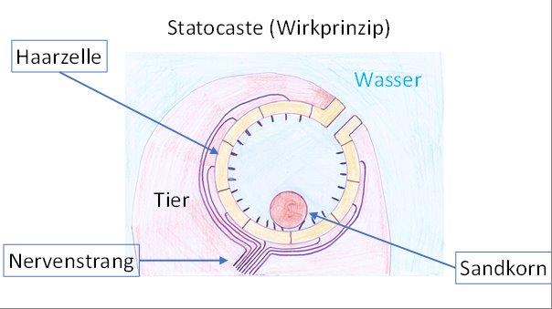 Statocyste (Wirkprinzip)