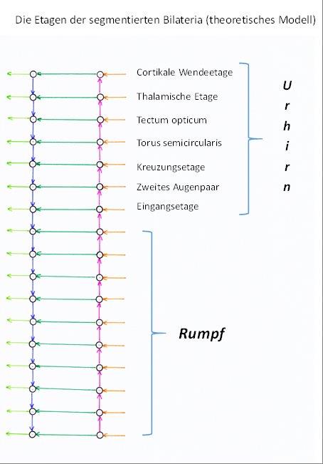 Grundstrukturen des Strickleiternervensystem