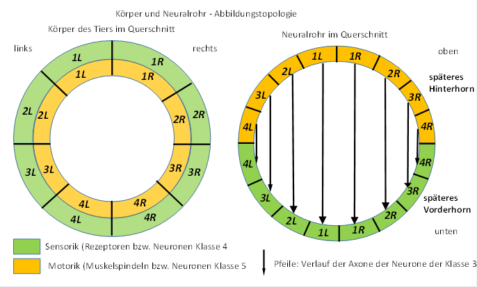 Kï¿½rper und Neuralrohr - Abbildungstopologie