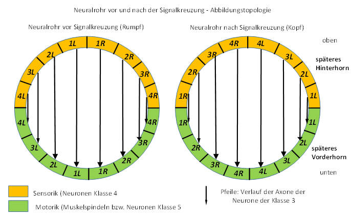 Prinzip der Signalkreuzung in der Kreuzungsetage