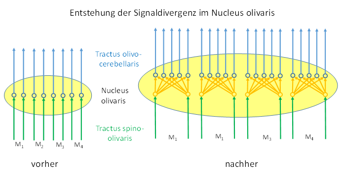 Die Herausbildung der Signaldivergenz im Nucleus olivaris