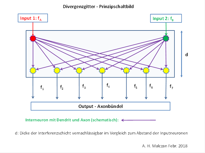 Divergenzgitter im Nucleus olivaris - Prinzipschaltbild