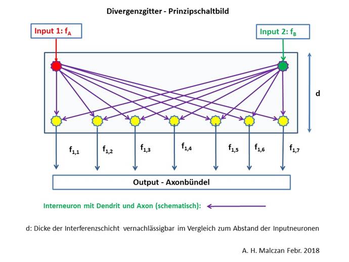 Divergenzgitter im Nucleus olivaris - Prinzipschaltbild