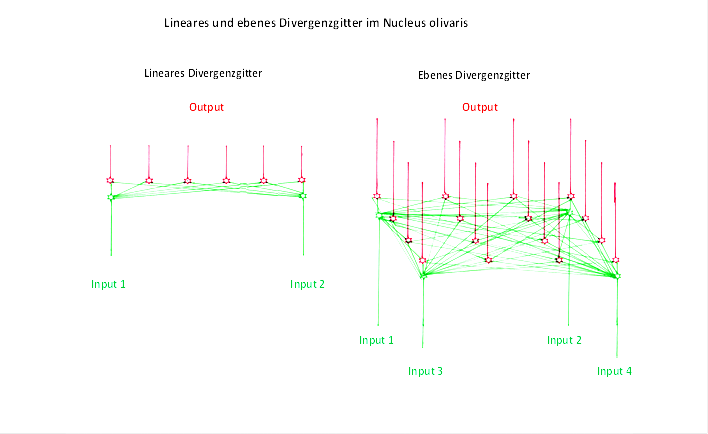 Lineares und ebenes Divergenzgitter im Nucleus olivaris