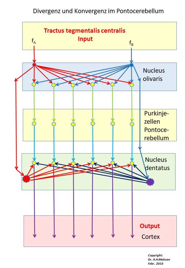 Signaldivergenz und Signalkonvergenz im Pontocerebellum