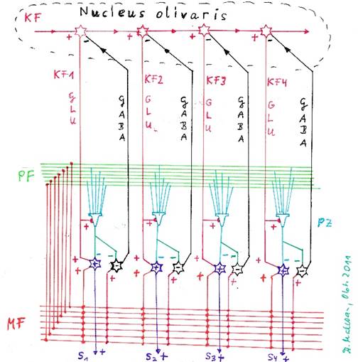 Die Hemmung der Olive durch die Neuronen des Nucleus dentatus