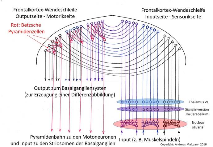 Der Frontalcortex als neue Wendestruktur und Konvergenzsystem