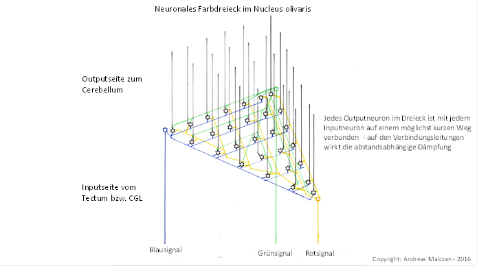 Neuronales Farbdreieck im Nucleus olivaris