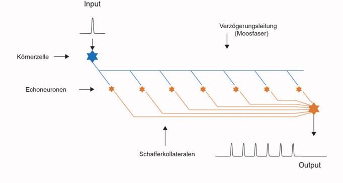 Echoerzeugung auf Verzögerungsleitungen im Hippocampus