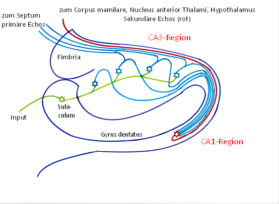 Grundschaltung Hippocampus als Echogenerator