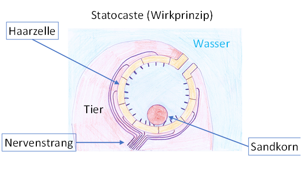 Statocyste (active principle) 