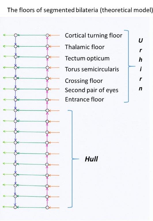 Grundstrukturen des Strickleiternervensystem