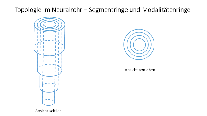 Topology in the neural tube - segment rings and modality rings 