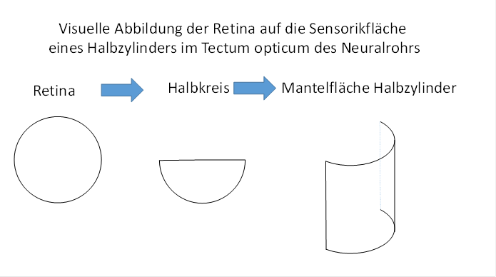 Visual imaging of the retina in the optic tectum 