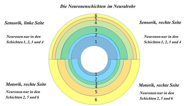 Arrangement of neuron classes in the neural tube 