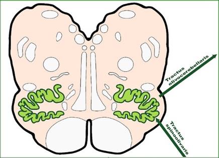 The nucleus olivaris and its structure