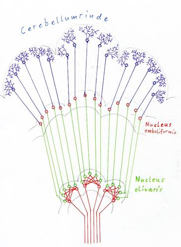 Signal divergence in the nucleus olivaris and cerebellum 