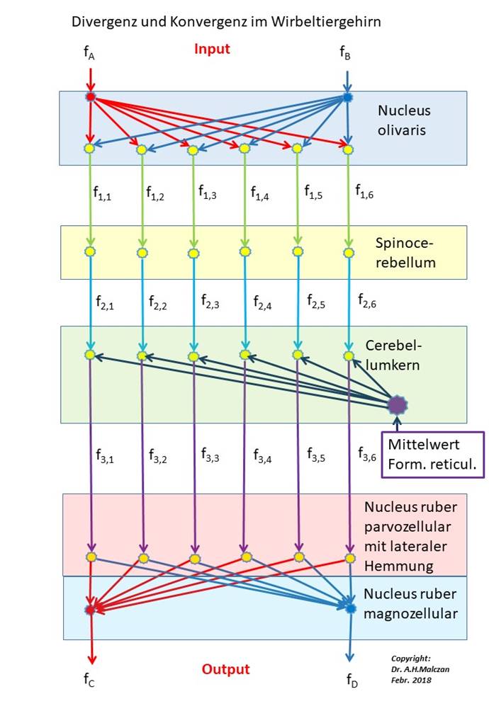 Divergence and convergence in the vertebrate brain