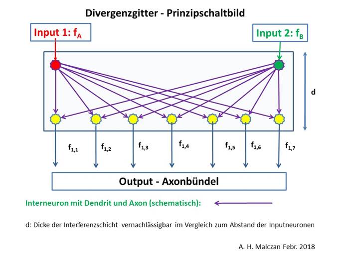 Signaldivergenz im Nucleus olivaris