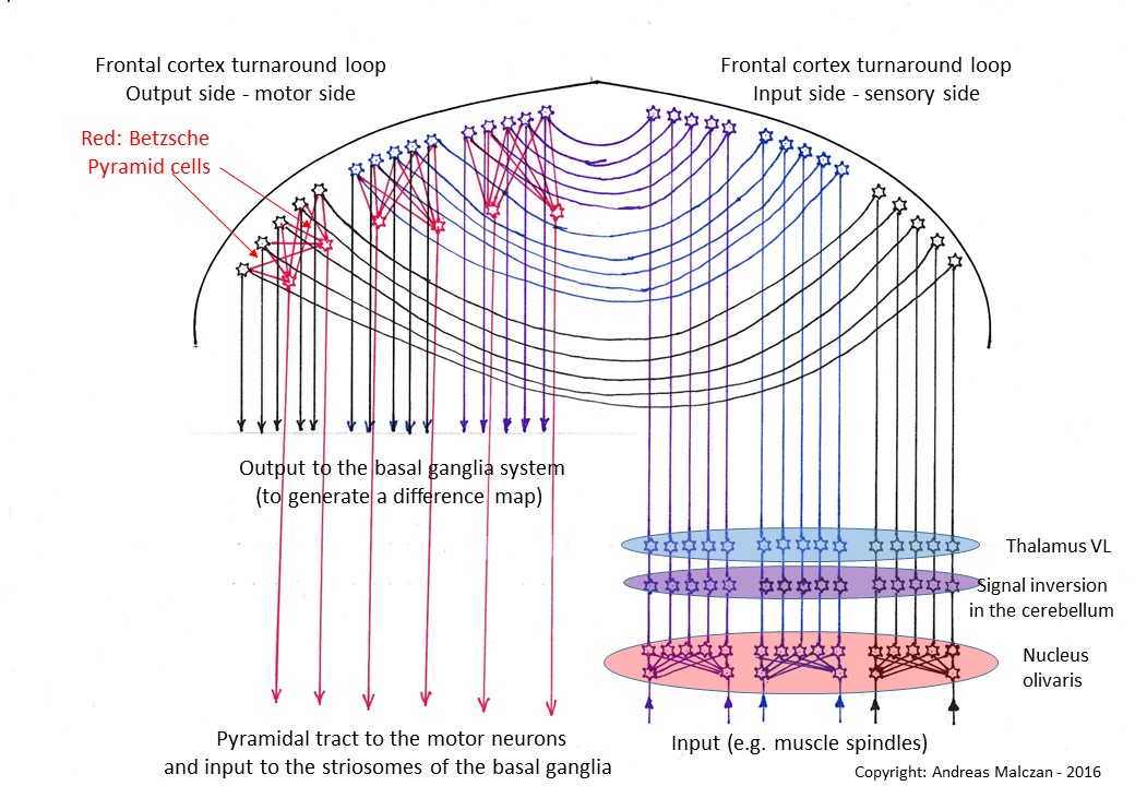 Der Frontalcortex als neue Wendestruktur und Konvergenzsystem