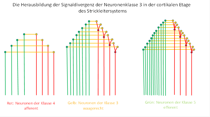 Signaldivergenz in der cortikalen Etage