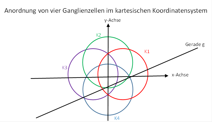 Anordnung von vier visuellen Ganglienzellen