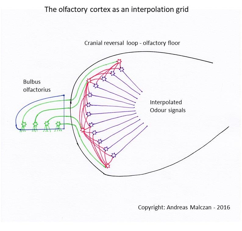 Signaldivergenz im olfaktorischen Cortex