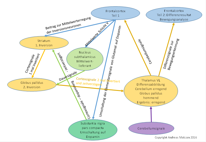 Signalinversion in den Basalganglien zur Erzeugung einer zeitsensitiven Differenzabbildung im Thalamus VL