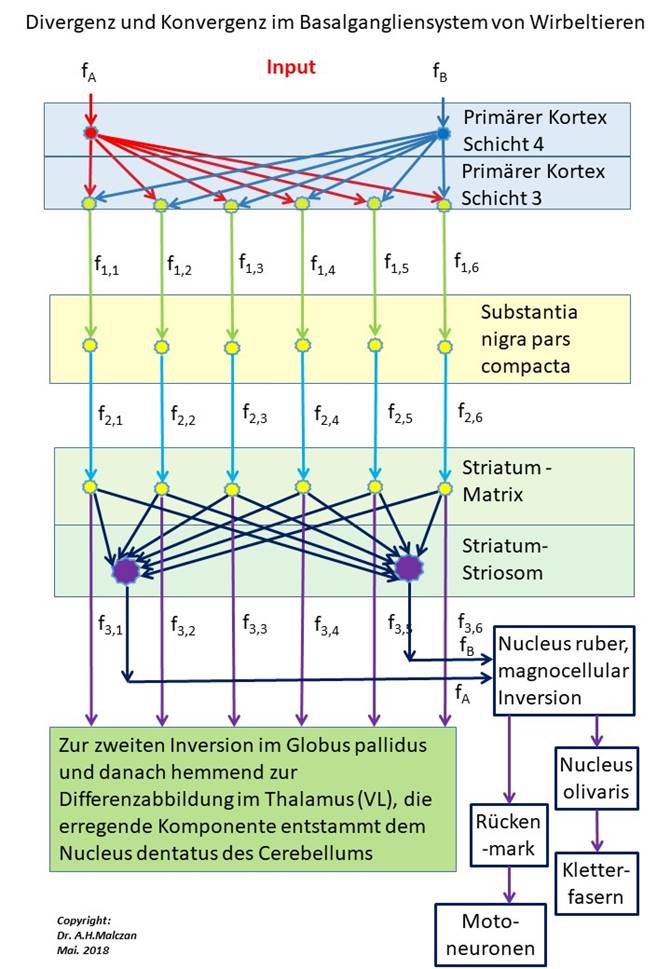 Divergenz und Konvergenz im Basalgangliensystem