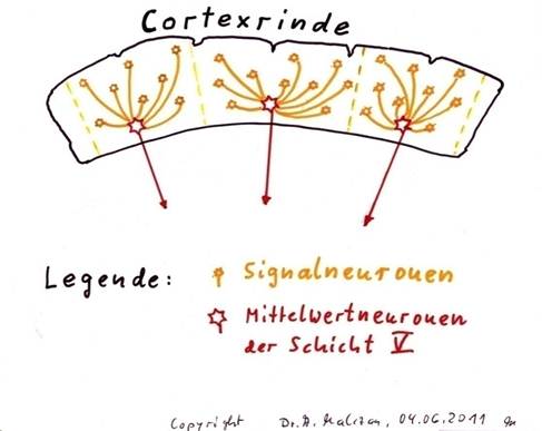 Cortex clusters and their mean value signals