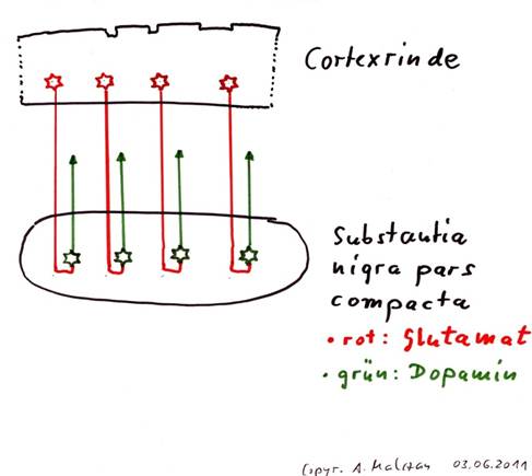 Substantia nigra as switch core from glutamate to dopamine