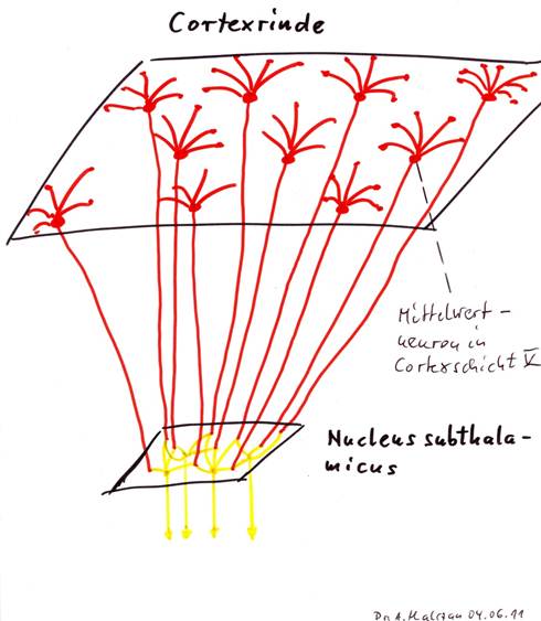 The nucleus subthalamicus as convergence nucleus for the cortex output from layer V