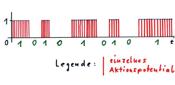 Envelope of a neural signal and binary value of the signal