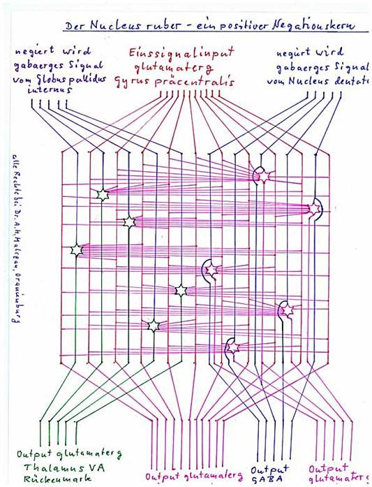 The nucleus ruber as positive negation nucleus