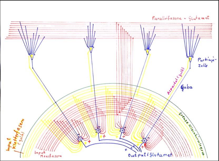 The cerebellar nuclei as positive inversion nuclei with internal single signal formation