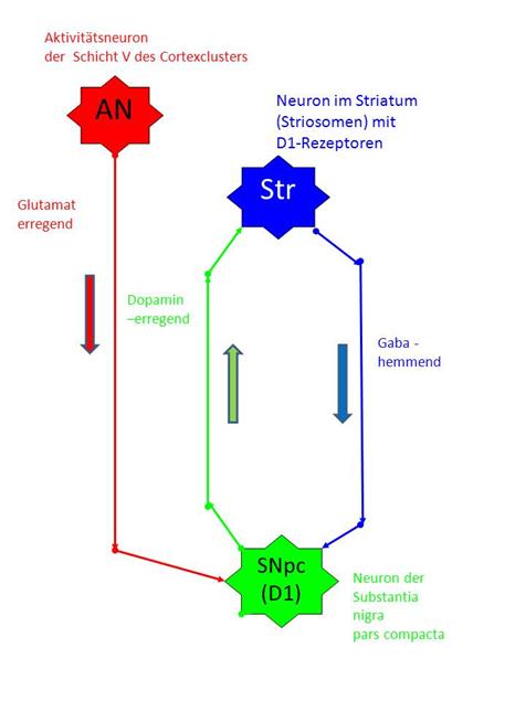 Elementary oscillating circuits in the striosome system