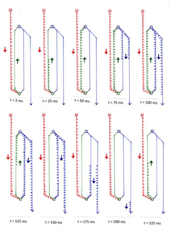 Slow-motion display of the oscillations in the striosome oscillating circuit