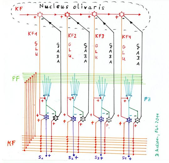 Generation of the secondary climbing fibre signals by sequential distribution in the olive and recurrent inhibition of the distribution neuron by the negative nuclear neuron