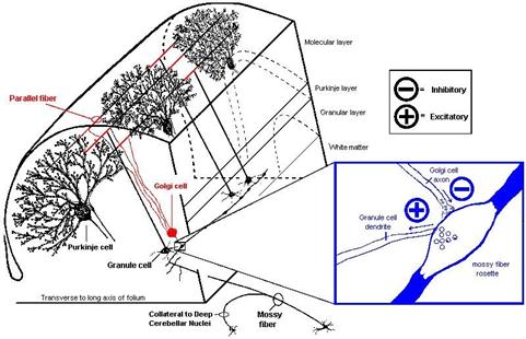 Picture citation: Golgi cells inhibit moss fibres - source see (41)