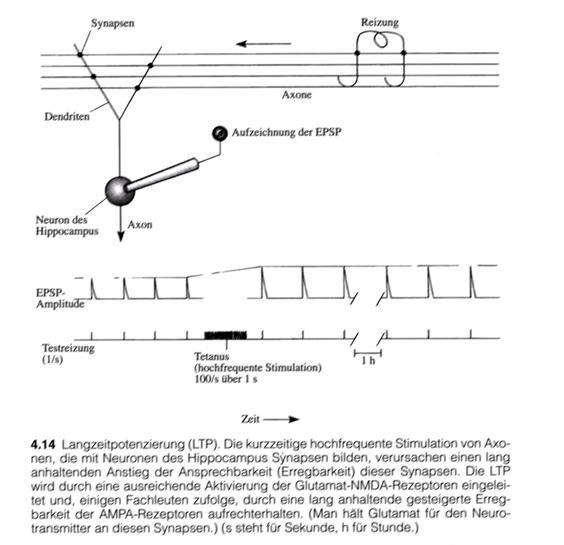 LPT and LTP in the hippocampus - (Image citation - page 105 - Figure 4.14)
