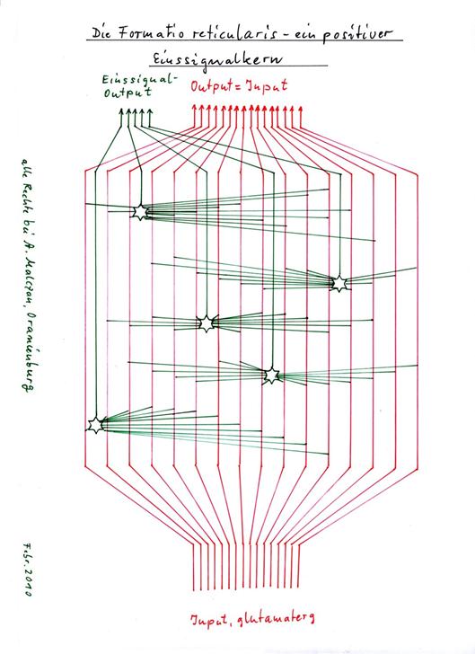 The formatio reticularis - a positive one-signal nucleus