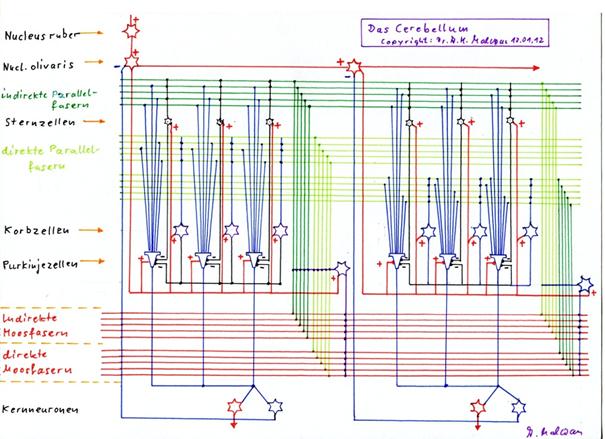 The circuit of the cerebellum