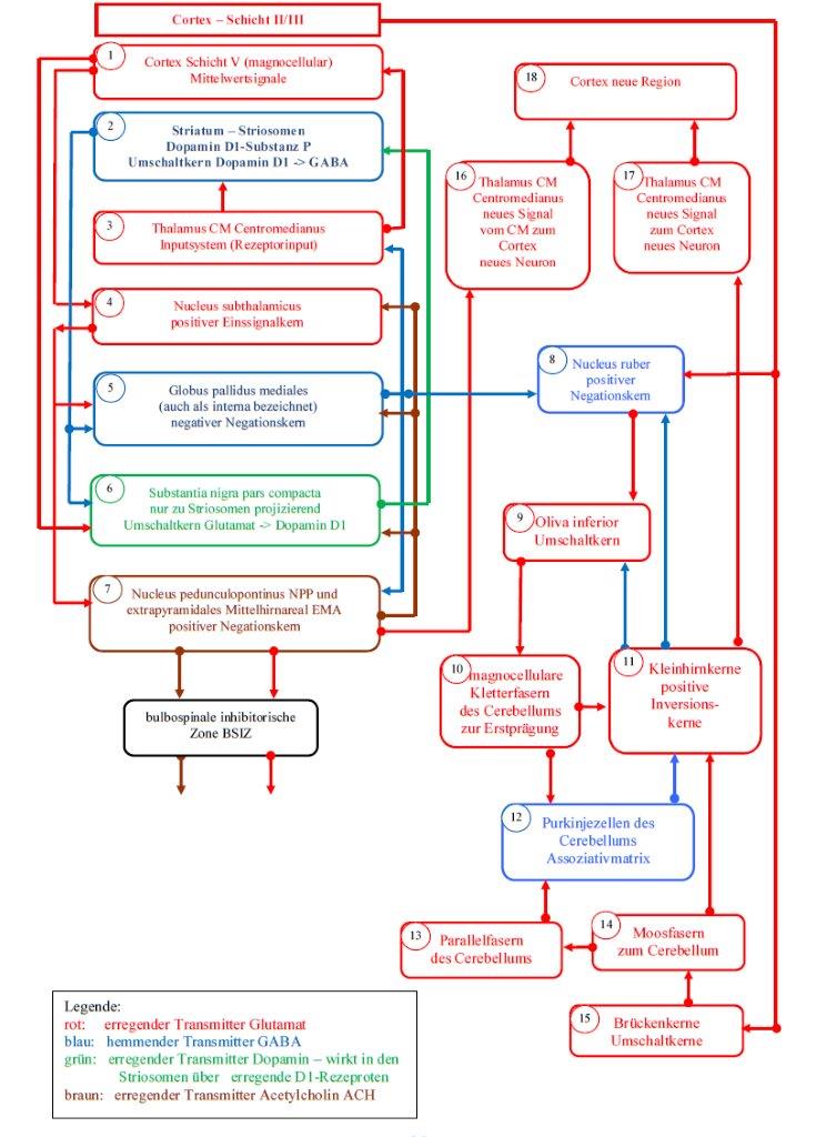 Basal ganglia model of the striosome subsystem according to Andreas Heinrich Malczan