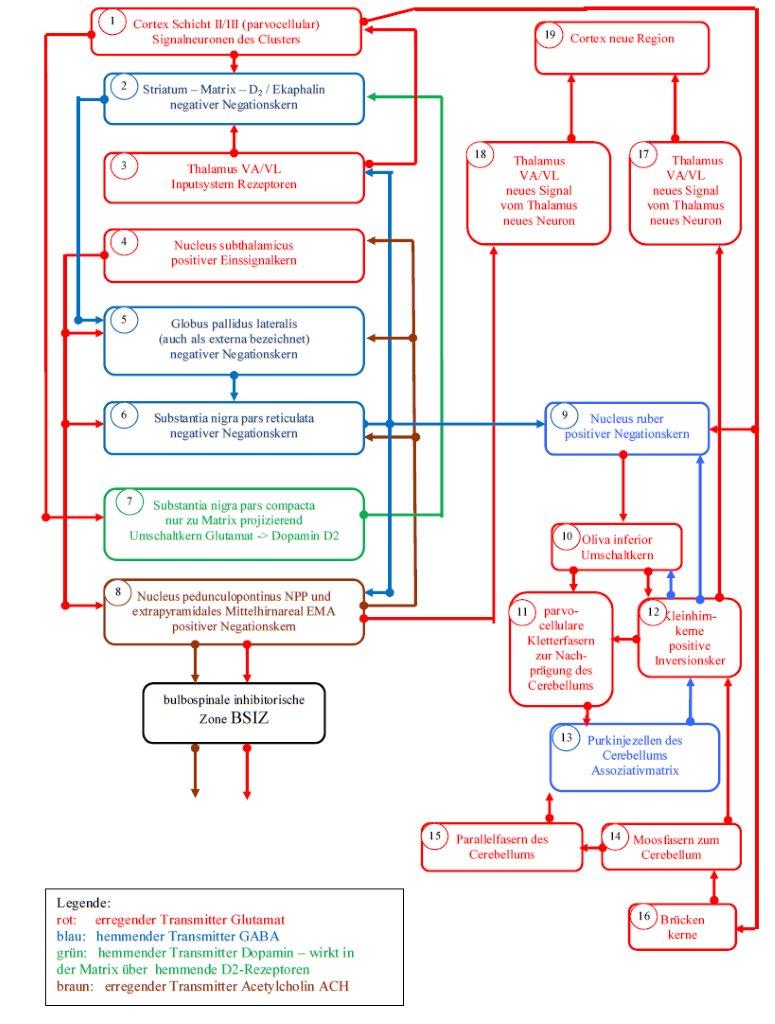 Basal ganglia model of the Matrix subsystem according to Andreas Heinrich Malczan