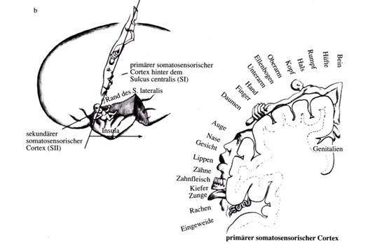 Representation of the field S I and the corresponding, reduced field S II in the somatosensory cortex of humans