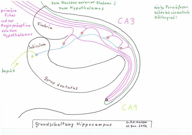 The principle circuit diagram of the hippocampus according to A. Malczan - status: January 2012